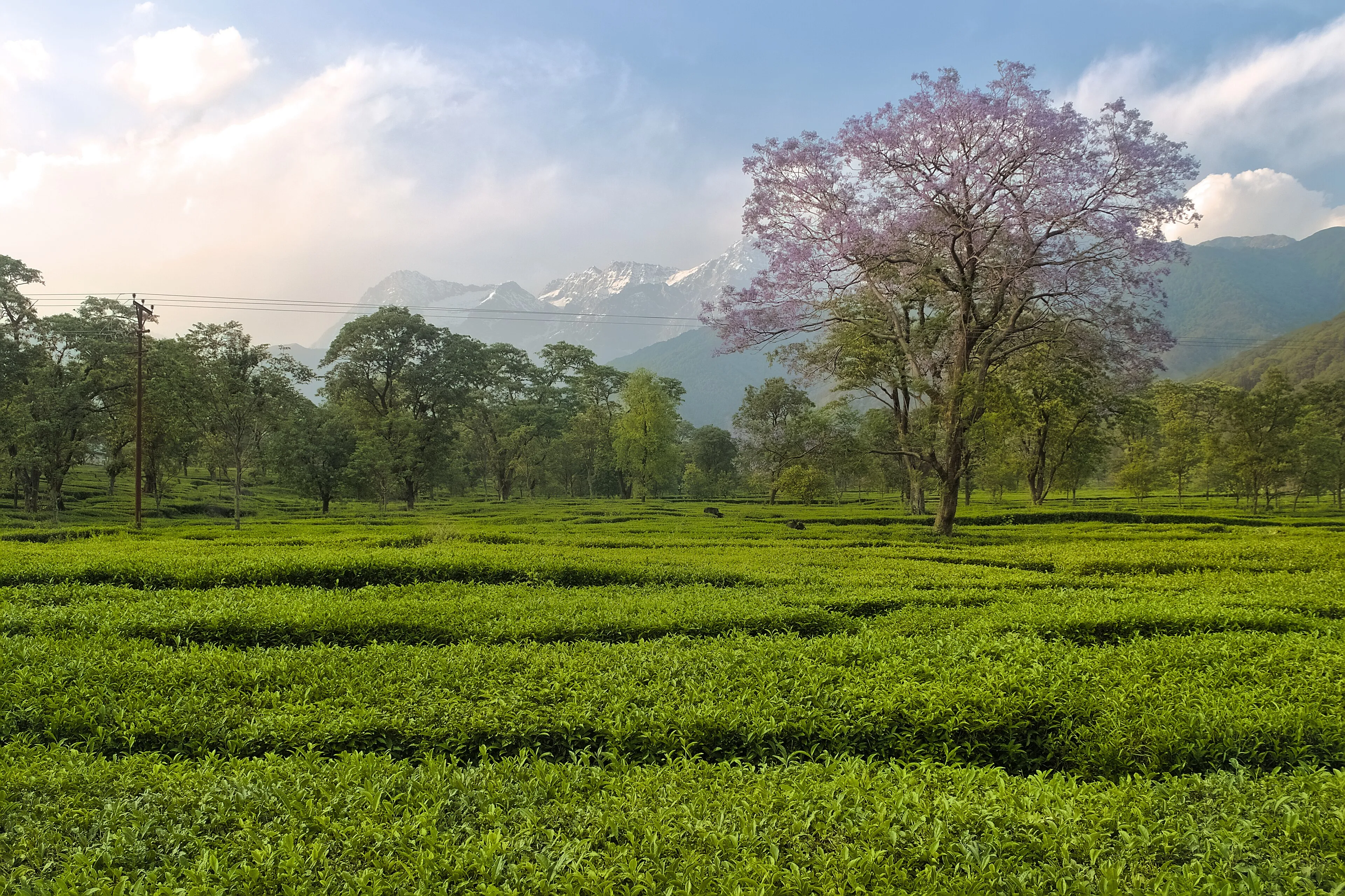 Manali Bara Bhangal Bir Trek — Manali – Bir, Himachal Pradesh